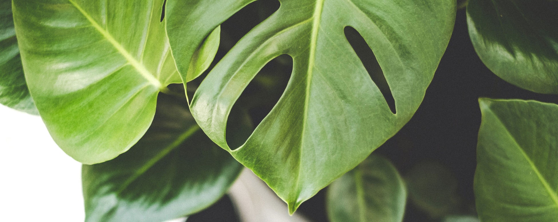 Monstera Deliciosa und ihre Hashtags auf Instagram Perspektief