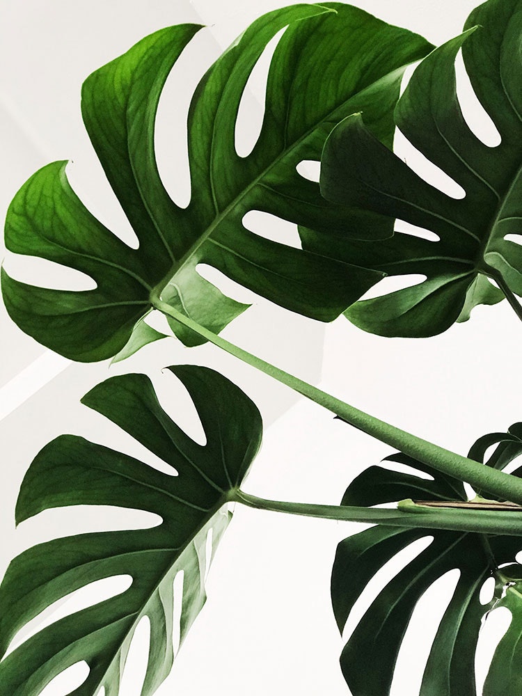 Monstera Deliciosa Und Ihre Hashtags Auf Instagram Perspektief