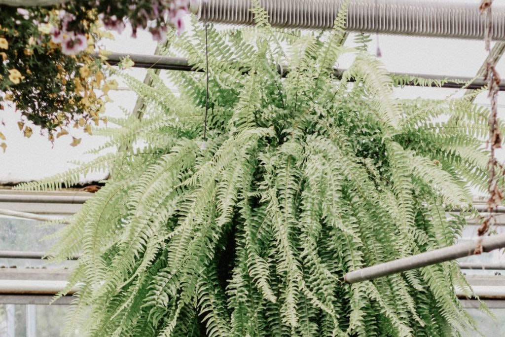Urban Jungle: so geht's