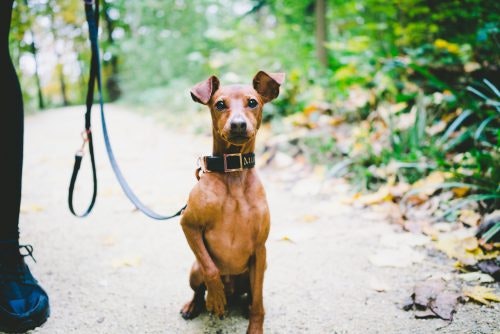 Mit dem Hund rausgehen Hund sitzt auf Gehweg im Park und hebt die rechte Pfote leicht an