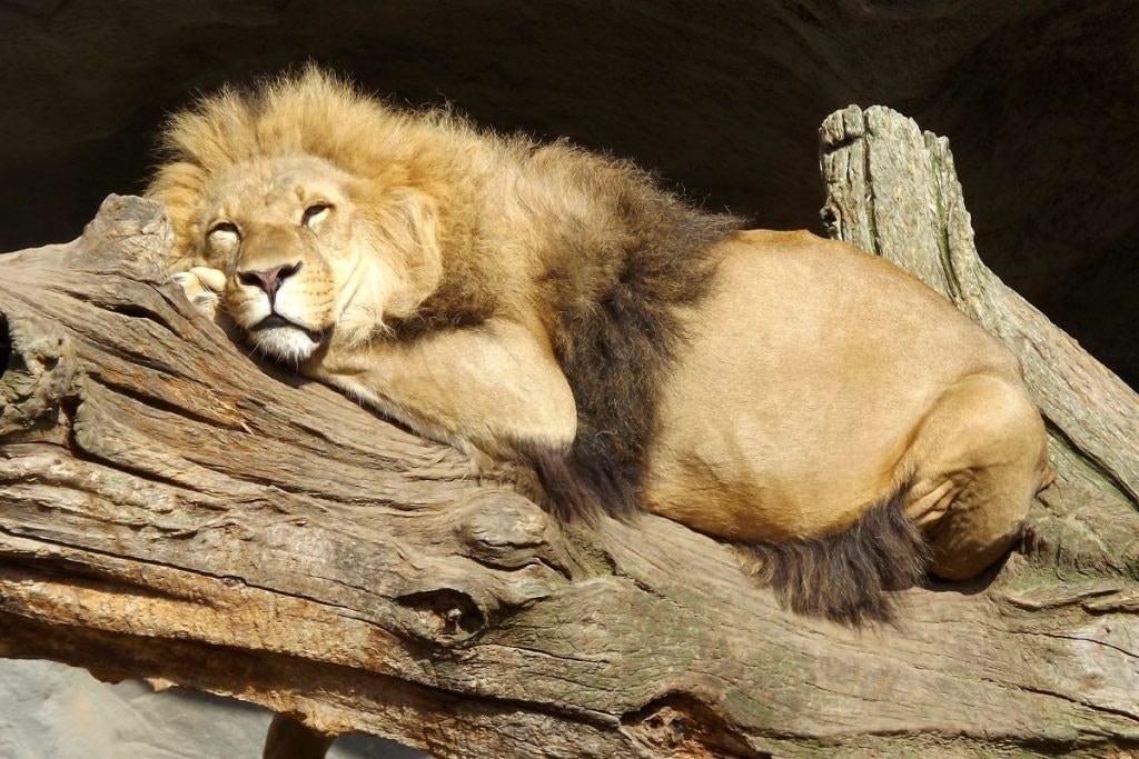 Löwe aus dem Hamburger Tierpark sonnt sich auf einem Baumstamm