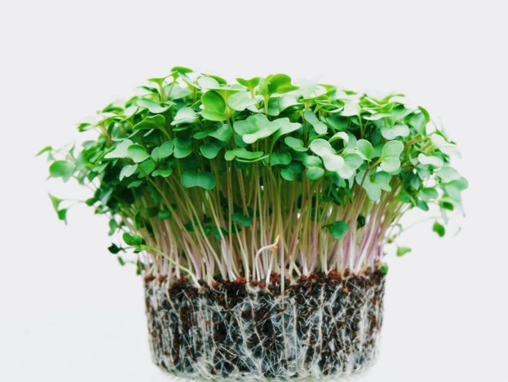 Microgreens ganz einfach bestellen