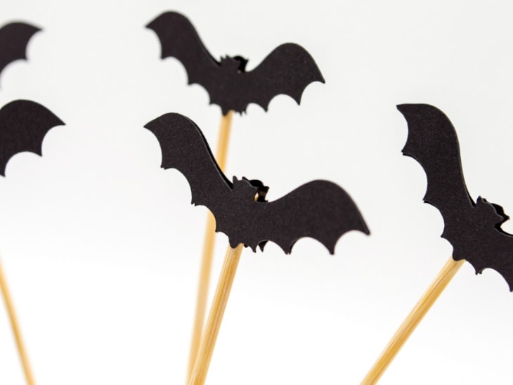Fledermaus