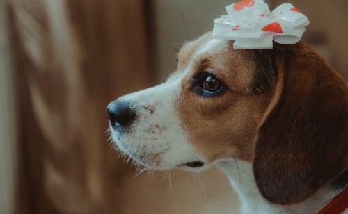 Geschenke für Hunde: So bringst du Hundeaugen zum Leuchten
