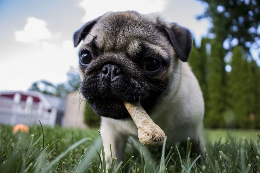Snacks für Hunde