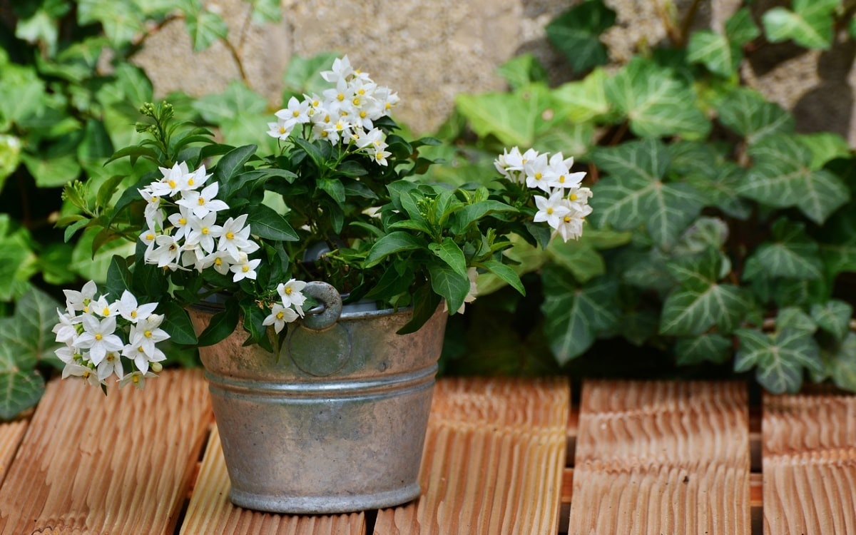 Weißer Jasmin