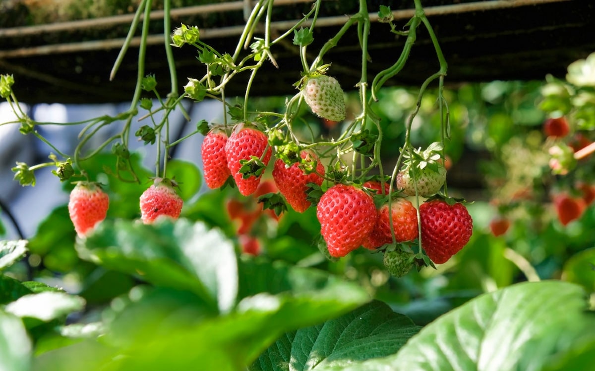 Süße Erdbeeren