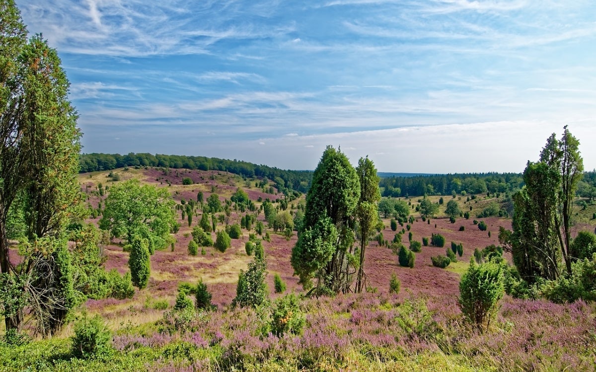 Nationalpark Lüneburger Heide