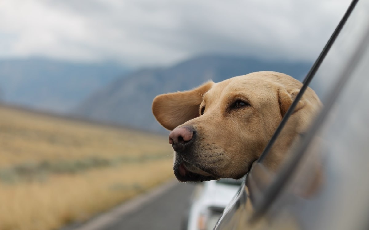Auf der Fahrt zum Hundeurlaub streckt ein Hund den Kopf aus dem Autofenster