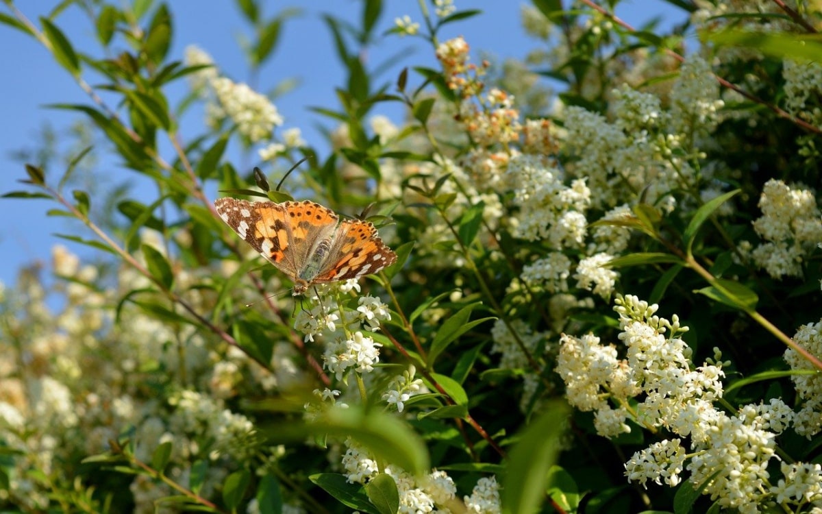 Liguster-Strauch mit einem Schmetterling auf dem Zweig