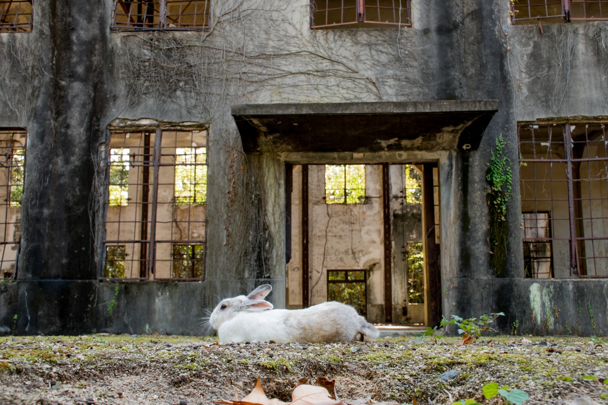 Ōkunoshima, Japan
